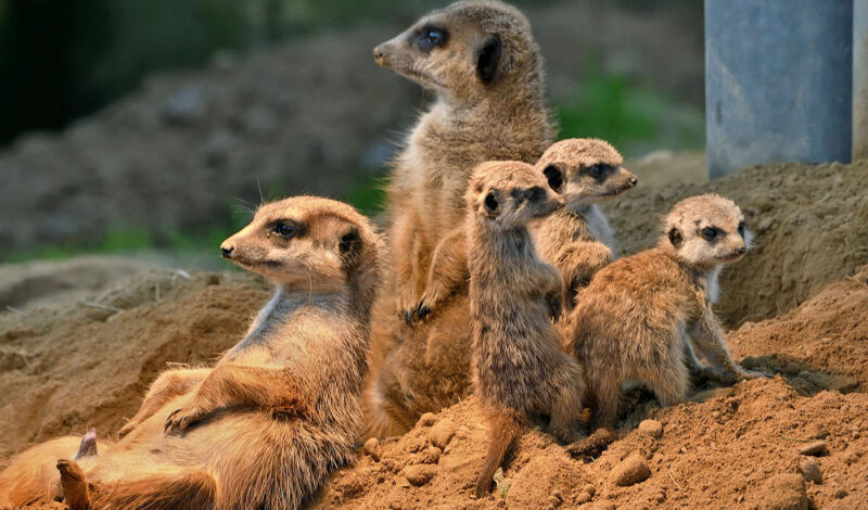 Eine Gruppe von Erdmännchen im Kölner Zoo