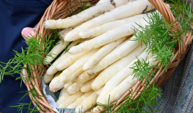 Frisch geernteter Deutscher Spargel in einem geflochtenen Korb