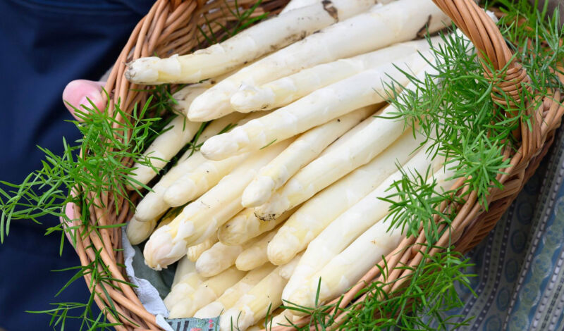 Frisch geernteter Deutscher Spargel in einem geflochtenen Korb