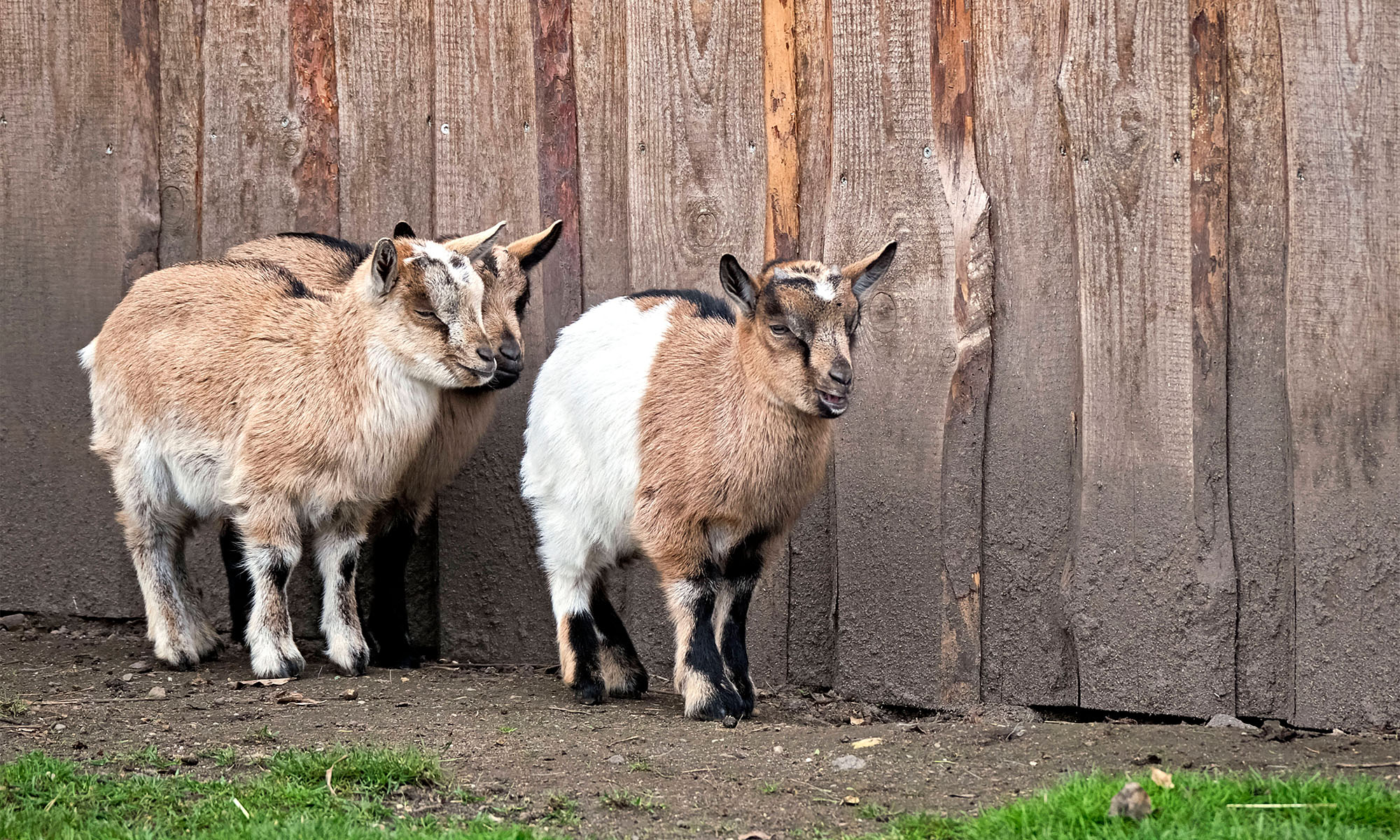 Westafrikanische Zwergziegen in einem Gehege