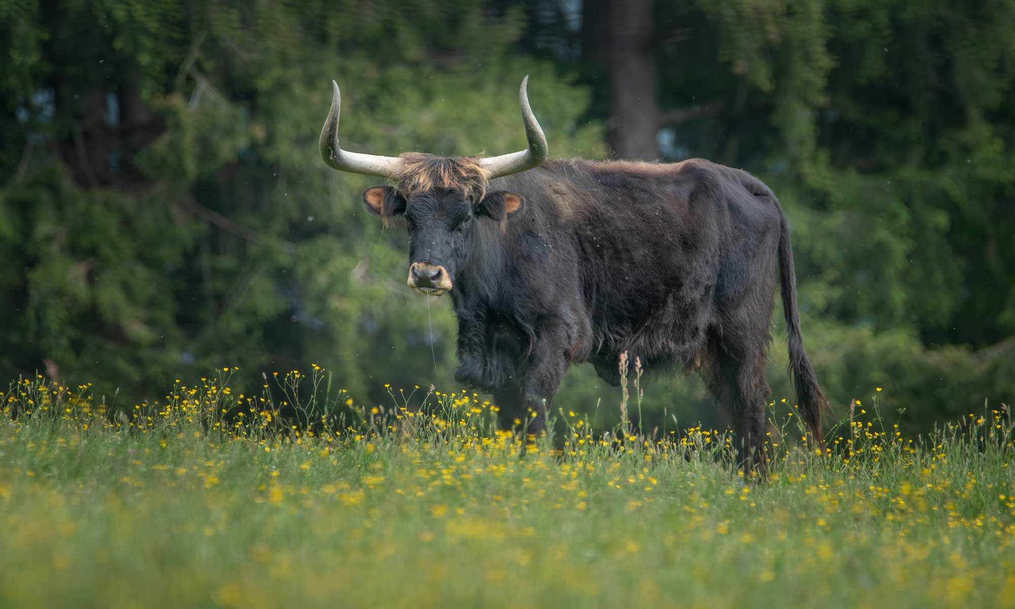 Auerochse auf einer Wiese