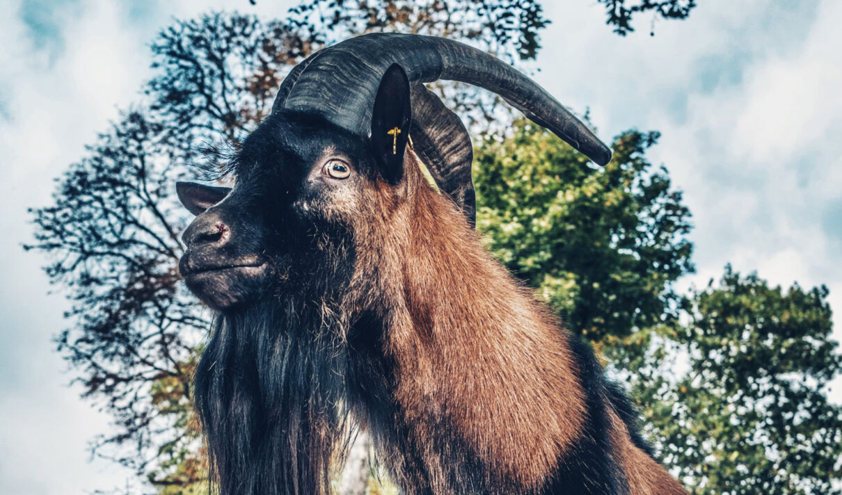 Der Geißbock Hennes ist EM-Orakel