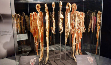 ausstellung-k-rperwelten-zeigt-den-zyklus-des-lebens