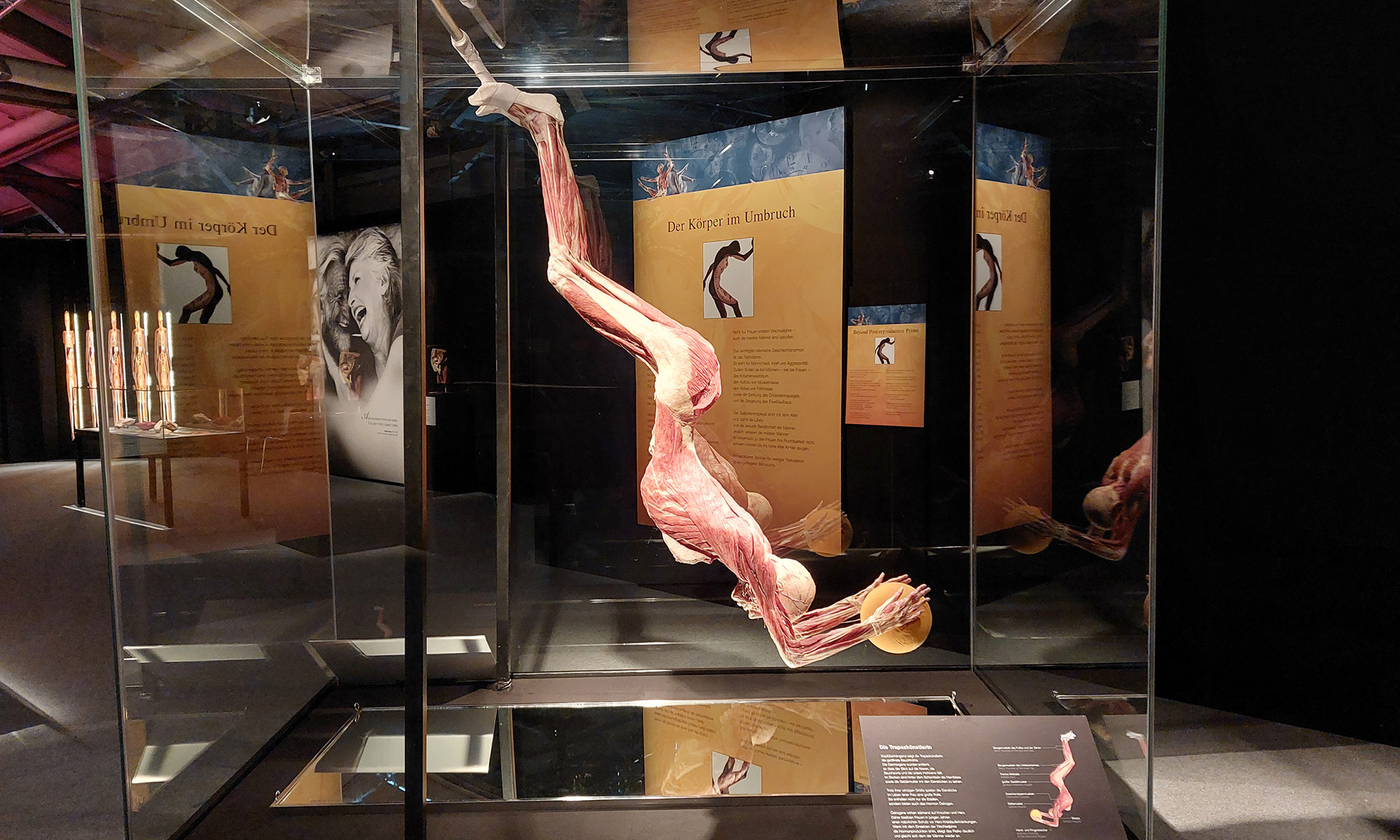 Ausstellung Körperwelten zeigt den \