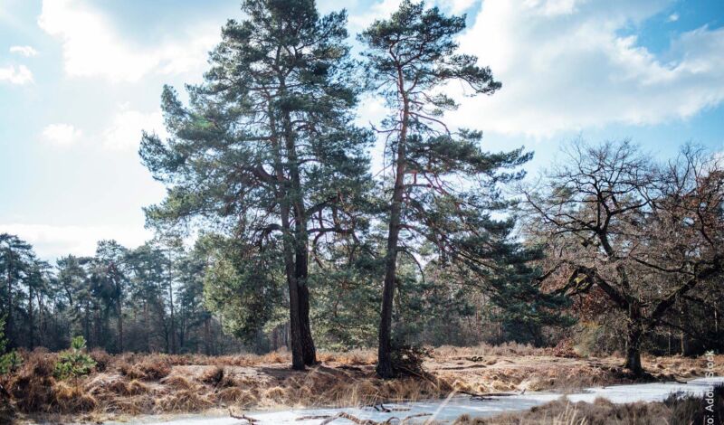 Kiefern in der Winterlandschaft der Wahner Heide.