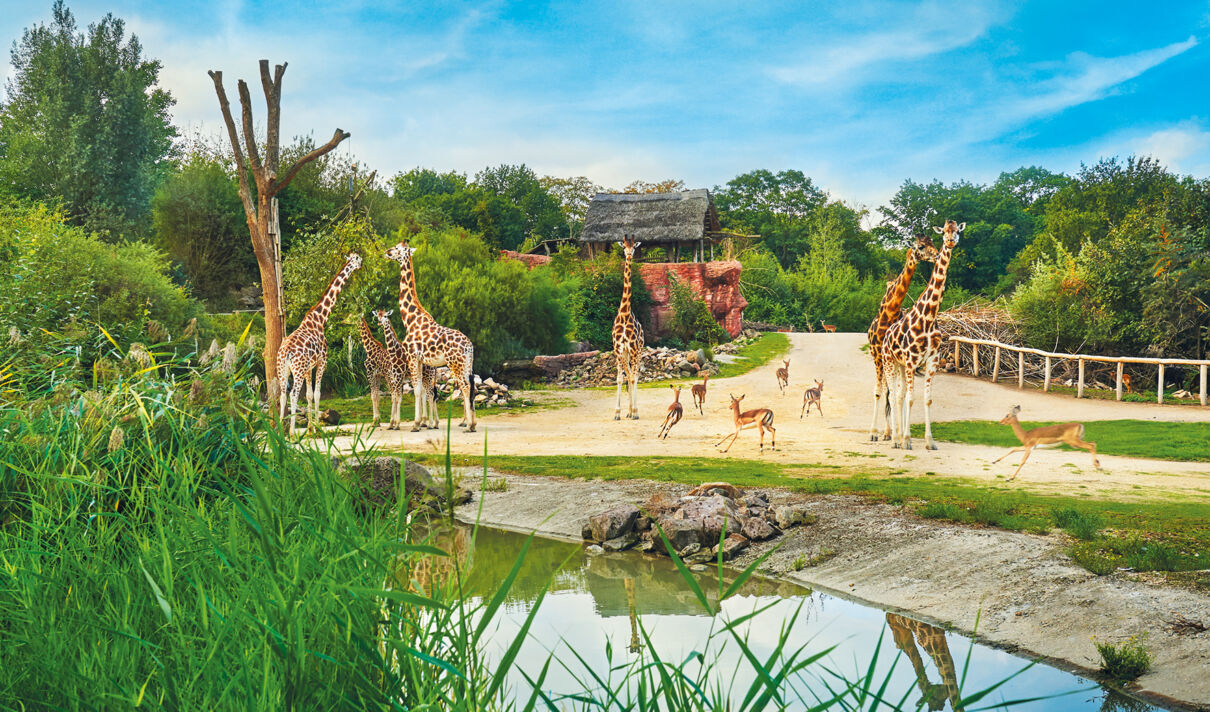 Tierparks und Wildgehege für einen Ausflug rund um Köln
