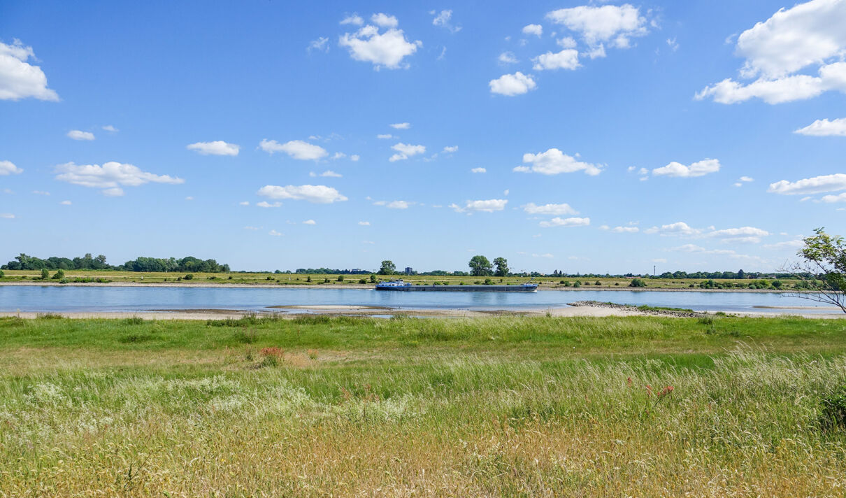 Rheinaue bei Köln-Worringen