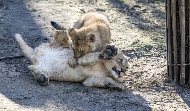 Nachwuchs der asiatischen Löwen spielen im Kölner Zoo