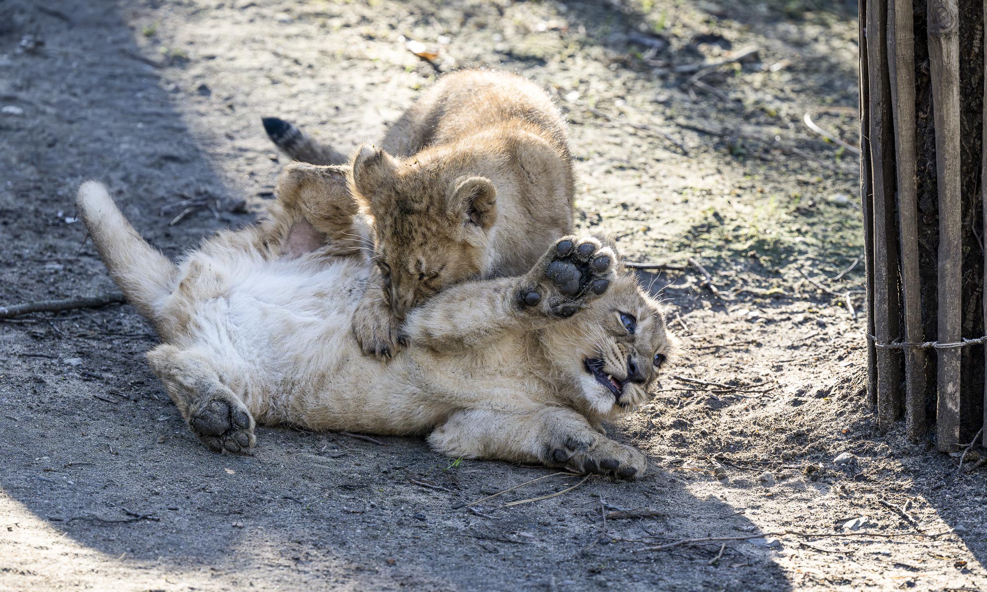 Nachwuchs der asiatischen Löwen spielen im Kölner Zoo