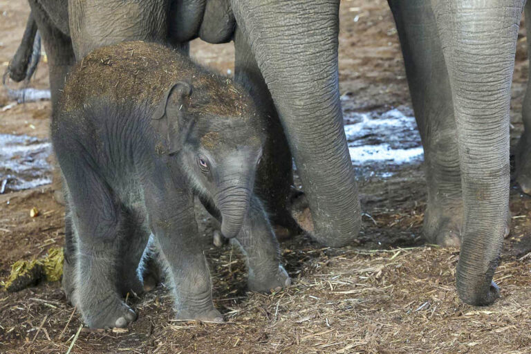 Elefantennachwuchs im Kölner Zoo Anfang März 2025