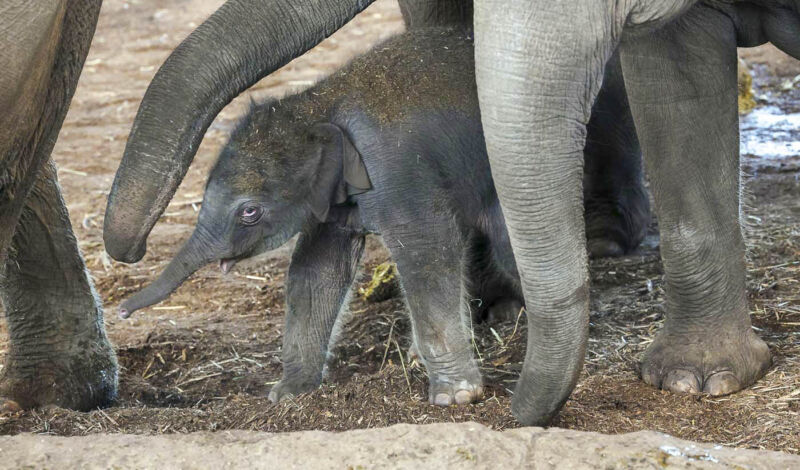 Elefantennachwuchs im Kölner Zoo Anfang März 2025