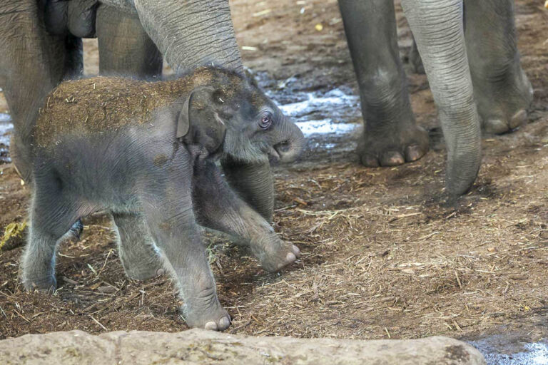 Elefantennachwuchs im Kölner Zoo Anfang März 2025
