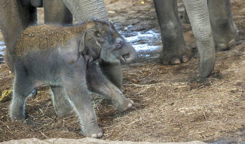 Elefantennachwuchs im Kölner Zoo Anfang März 2025