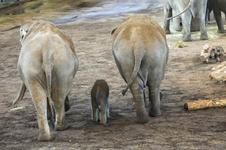Elefantennachwuchs im Kölner Zoo Anfang März 2025