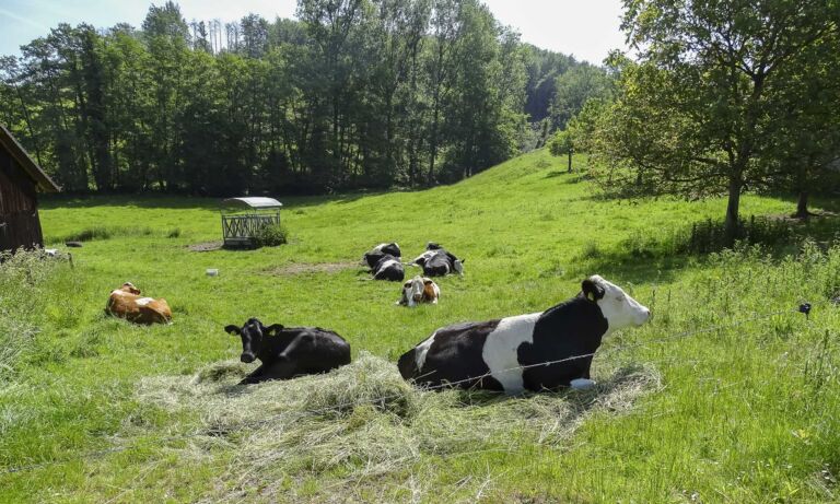 Rinder liegen im Sommer auf einer Weide