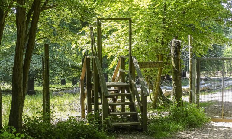 Holztreppe unter Bäumen als Einstieg in das Wildgehege Odenthal