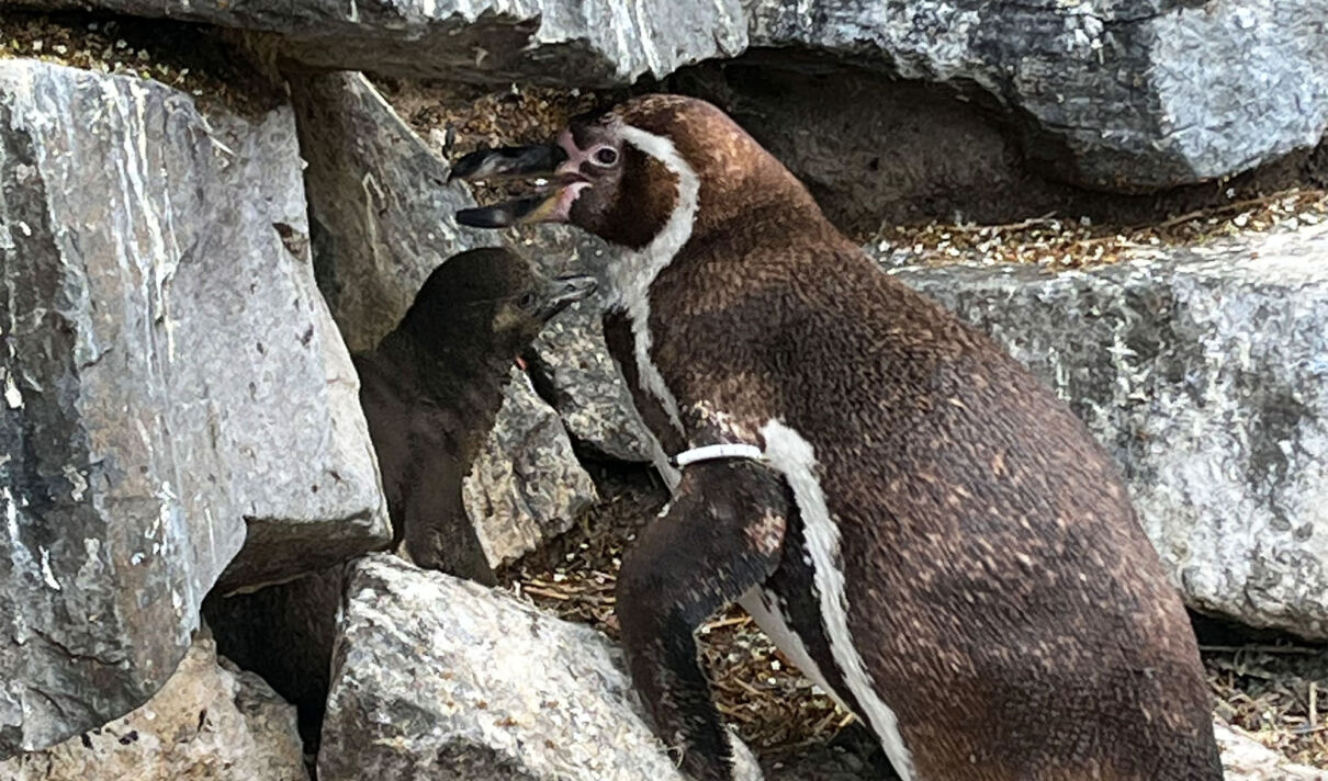 Das Elterntier eines Humboldt-Pinguin im Kölner Zoo kümmert sich um seinen Nachwuchs