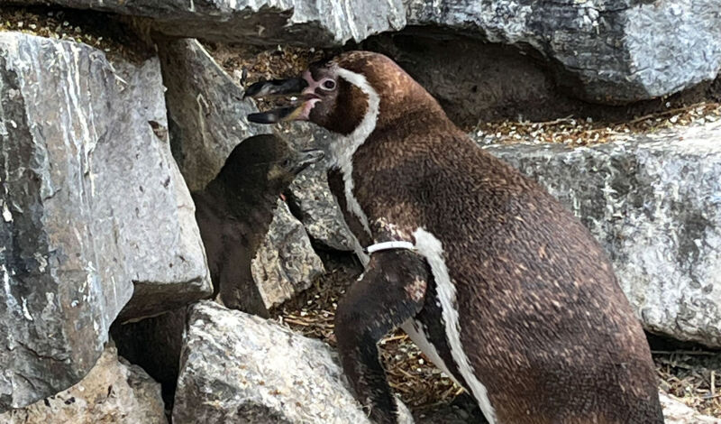Das Elterntier eines Humboldt-Pinguin im Kölner Zoo kümmert sich um seinen Nachwuchs