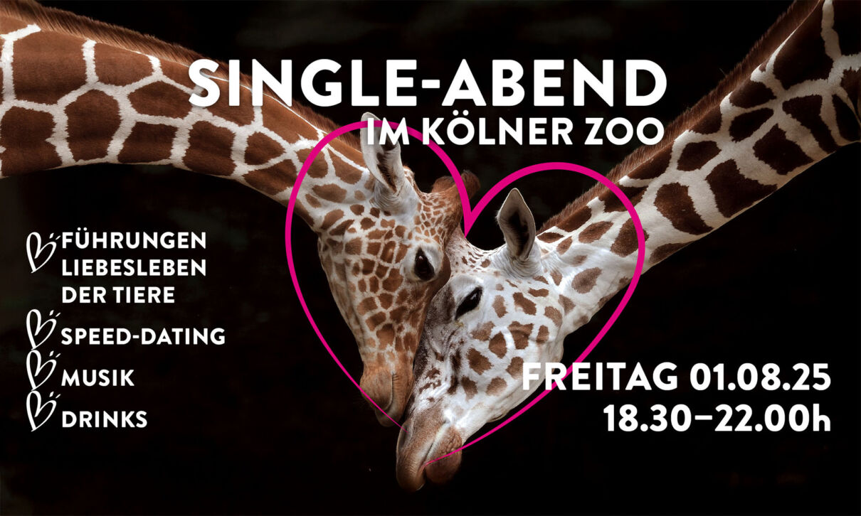 Plakat zum Single-Abend im Kölner Zoo im Jahr 2025, welches zwei Giraffen zeigt, um deren Köpfe ein Herz gezeichnet ist