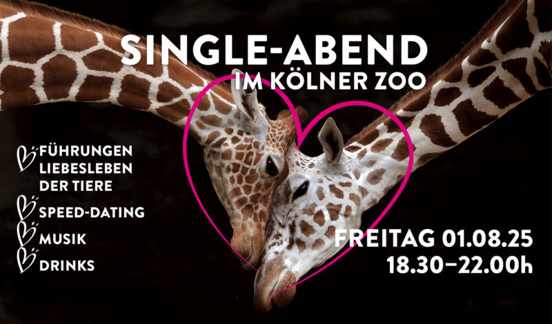 Plakat zum Single-Abend im Kölner Zoo im Jahr 2025, welches zwei Giraffen zeigt, um deren Köpfe ein Herz gezeichnet ist