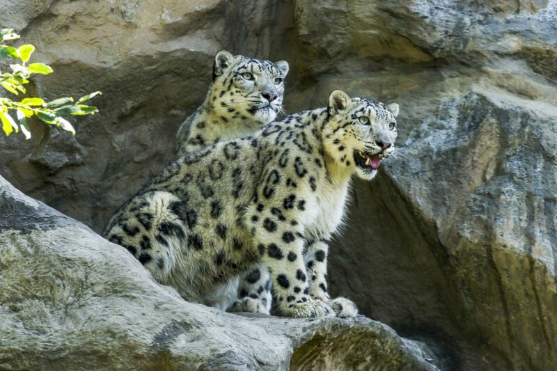 Zwei Schneeleoparden in ihrem Gehege im Kölner Zoo