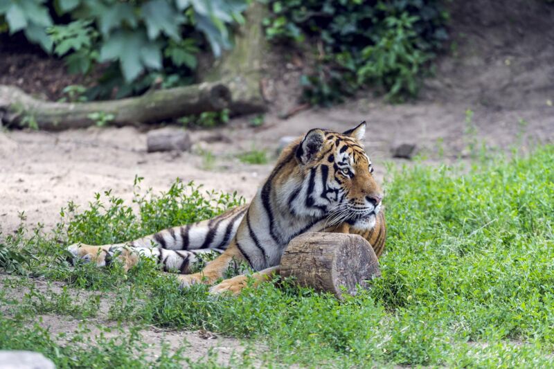 Tiger im Kölner Zoo