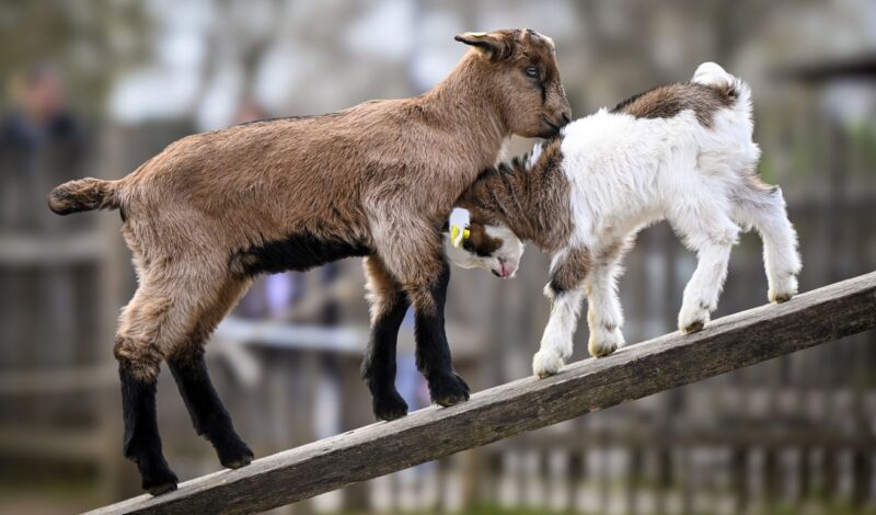 Eine Ziege und ein Zicklein im Kölner Zoo