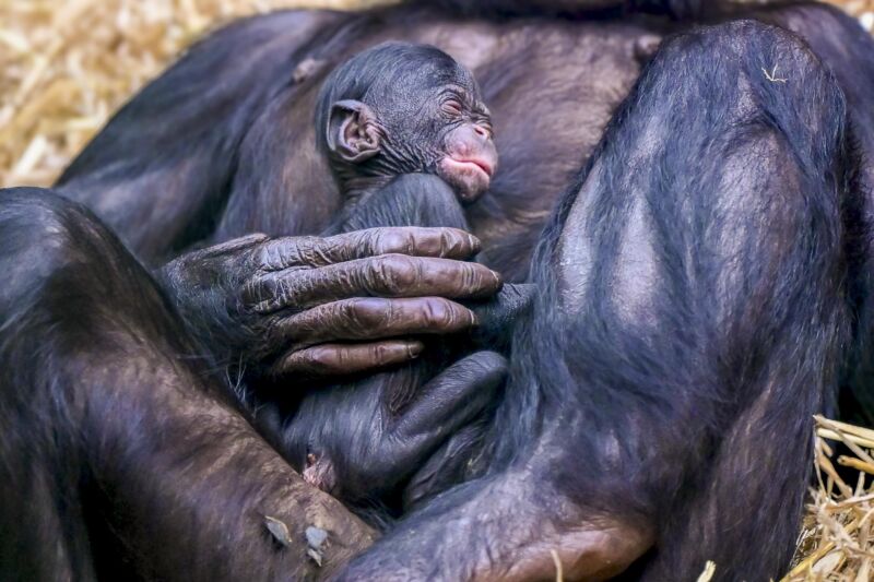 Ein Bonoboweibchen mit ihrem Nachwuchs im Kölner Zoo