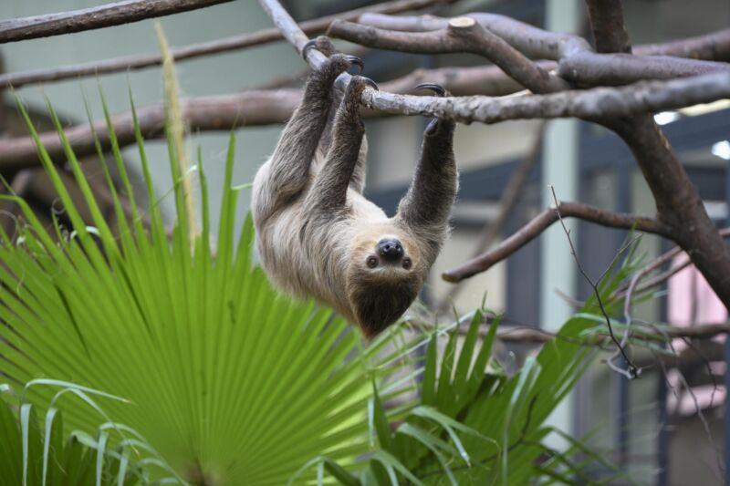 Zweifingerfaultier im Kölner Zoo hängt an einem Ast.