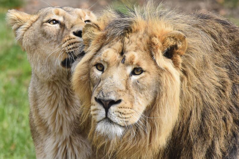 Zwei ausgewachsene Asiatische Löwen im Kölner Zoo
