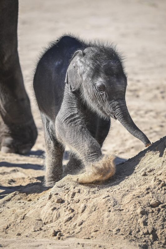Der kleine Elefant taro im Kölner Zoo