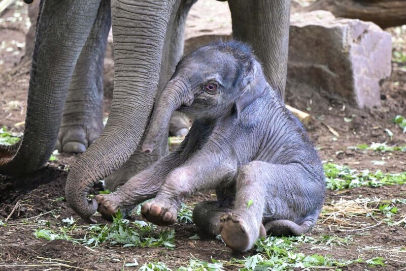 Der kleine Elefant Sarinya plumpst ungelenk auf den Boden