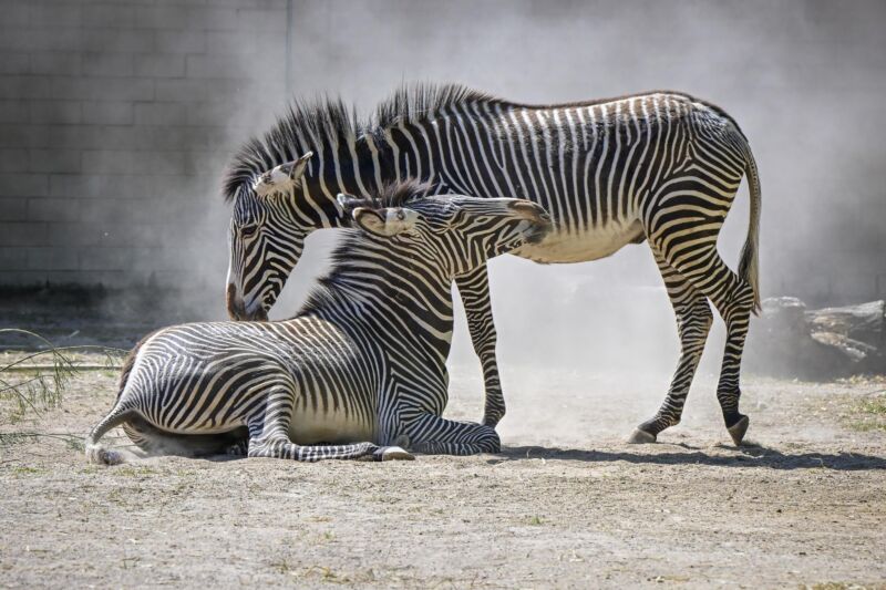 Zwei Grevy-Zebras im Kölner Zoo