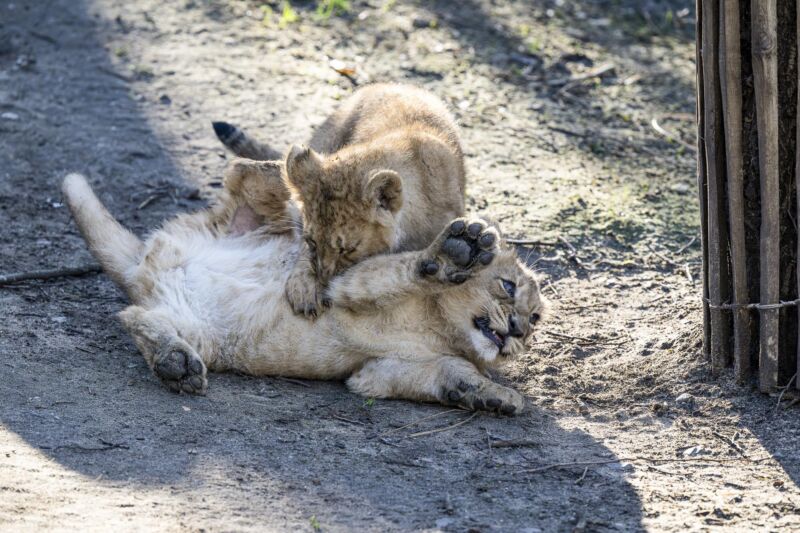 Zwei junge Löwen tollen in ihrem Gehege imKölner Zoo
