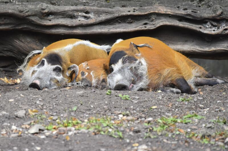 Zwei Pinselohrschweine liegen im Gehege des Kölner Zoos