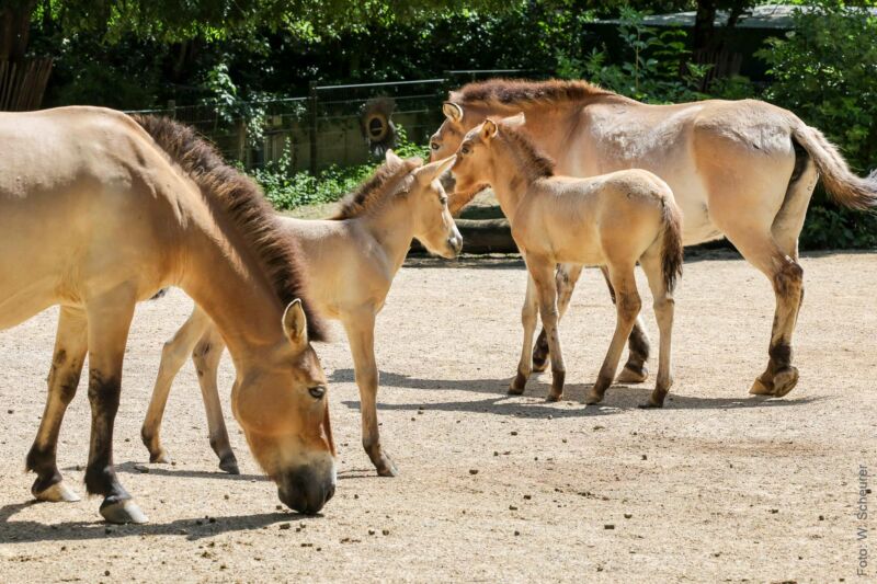 Eine Gruppe Przewalskipferde mit Fohlen im Kölner Zoo