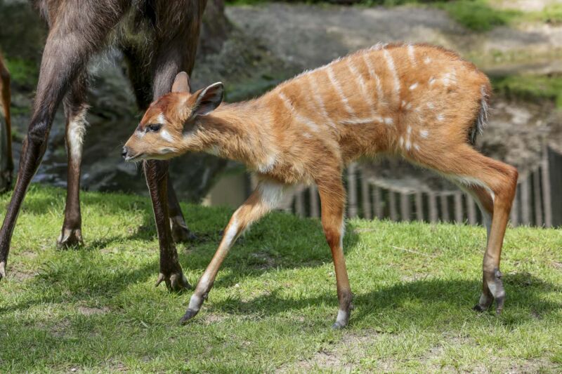 Nachwuchs eines Sitatungas im Kölner Zoo