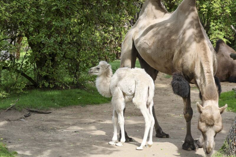 Nachwuchs bei den Trampeltieren im Kölner Zoo