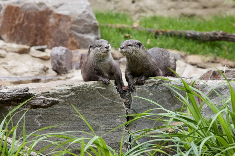 Zwei Zwergotter in ihrem Gehege im Kölner Zoo