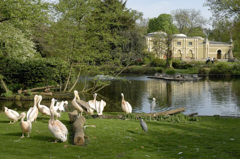 Pelikane vor einem Weiher im Kölner Zoo