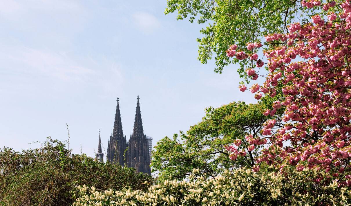 Ansicht des Kölner Doms aus dem Rheinpark