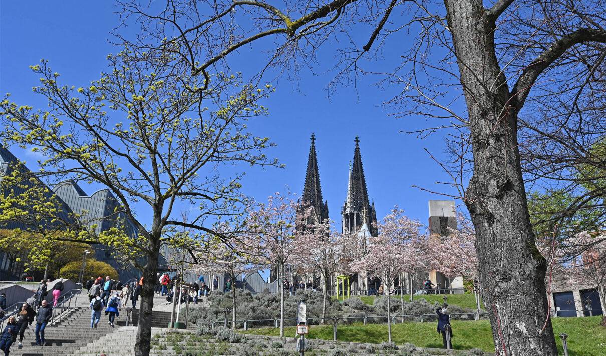 Blühende Bäume im Frühling vor der Silhouette der Philharmonie und des Kölner Doms